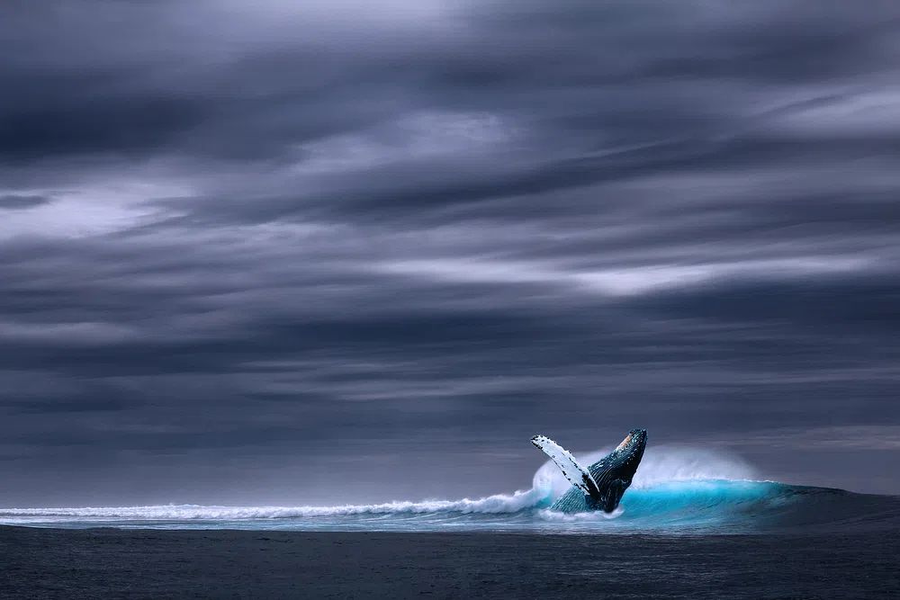 Humpback Whale Breaching — Ocean Photography Print. poster detail