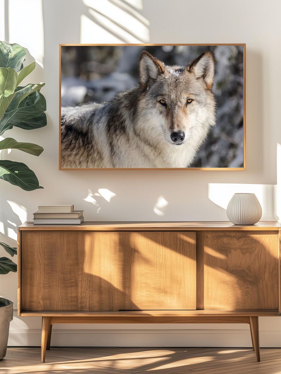 Wolf portrait taken vehicle pullout. — room view 3