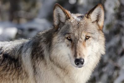 Wolf portrait taken vehicle pullout.