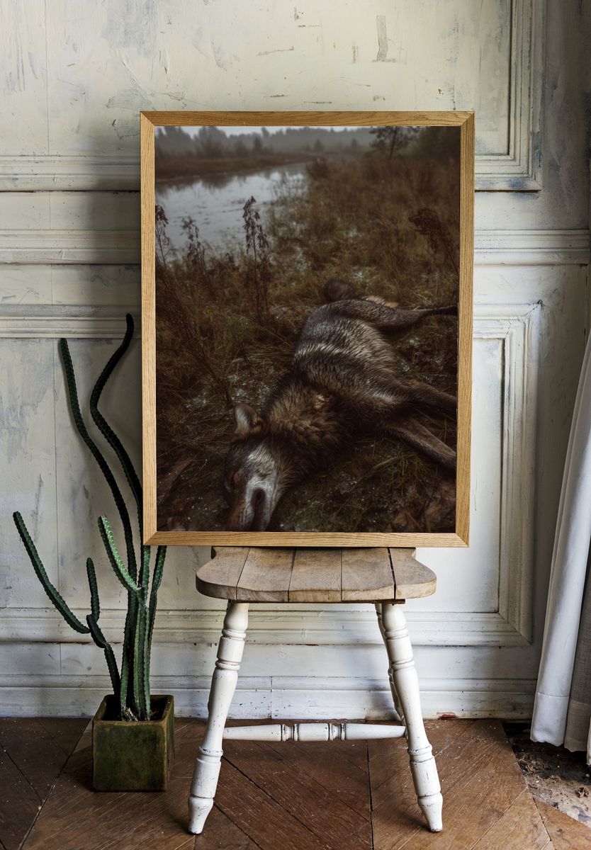 Wolf in Marshland Photography Poster. room preview