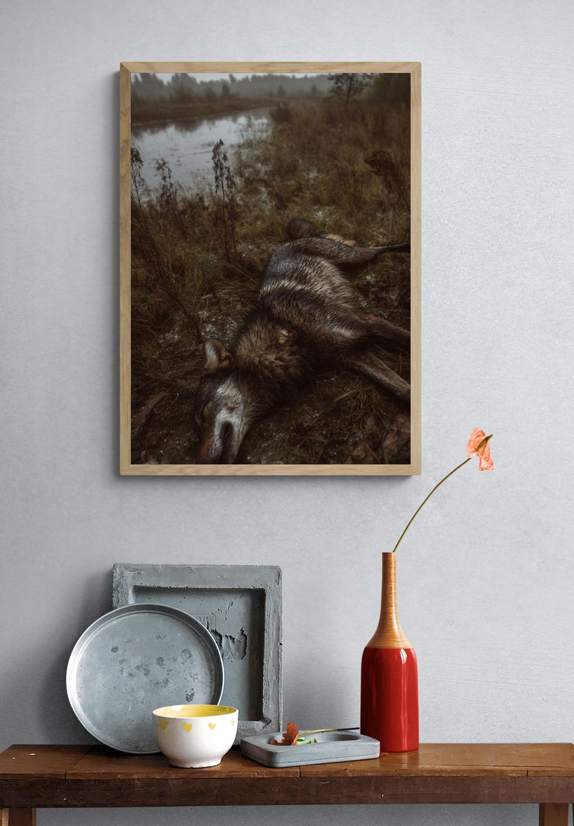 Wolf in Marshland Photography Poster. — room view 3