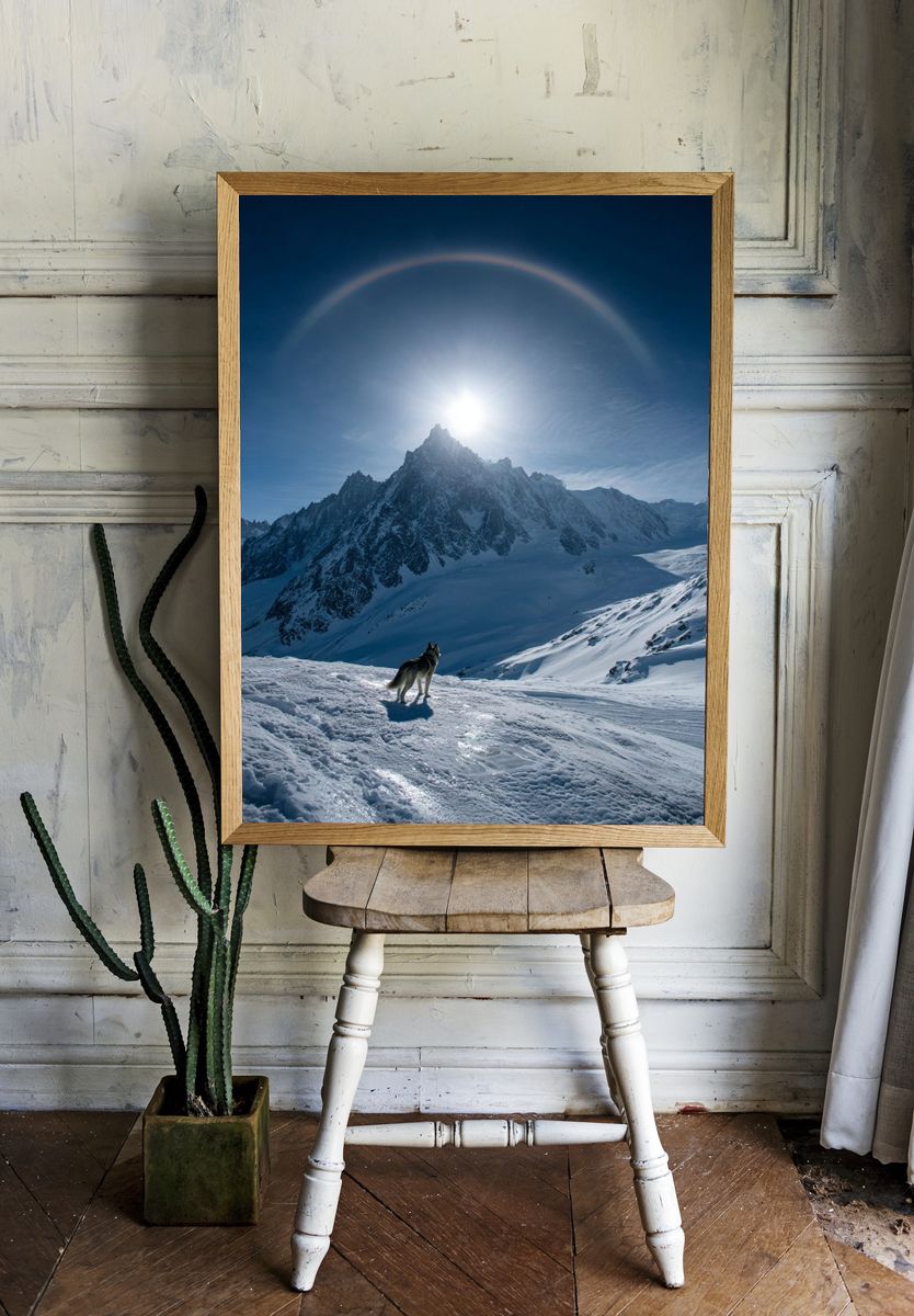 Wolf in Alpine Sunlight Poster. room preview