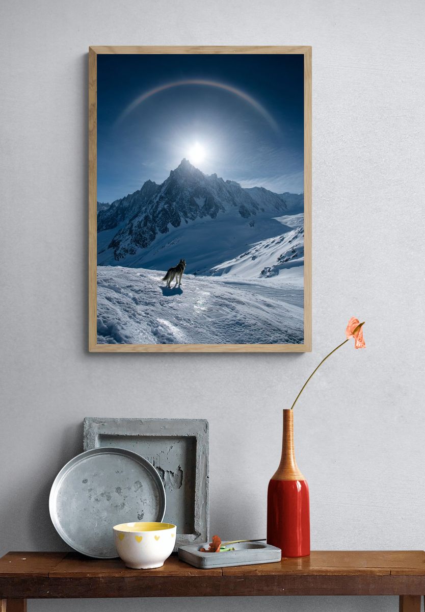 Wolf in Alpine Sunlight Poster. — room view 3