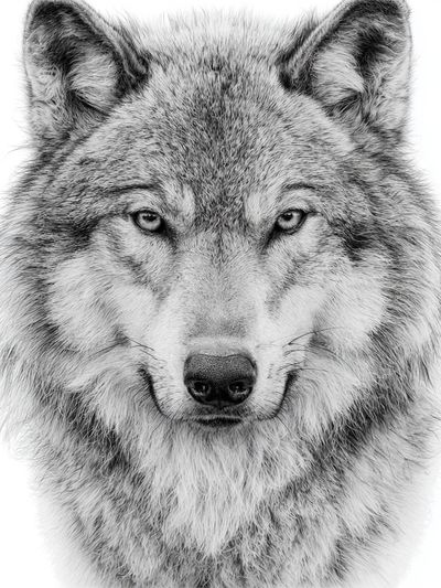 Wolf Portrait Black-White Poster. poster