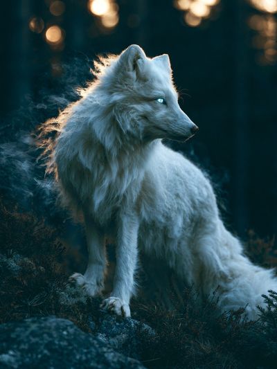 White Wolf Photography Poster. poster