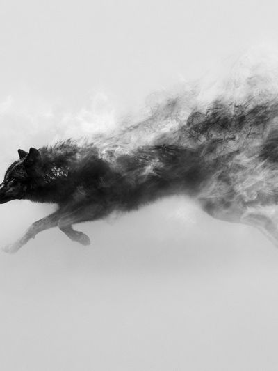 Running Wolf Black-White Poster. poster