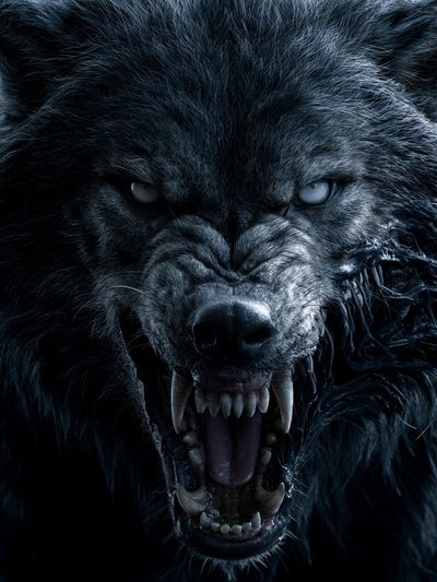 Howling Wolf Portrait Poster.