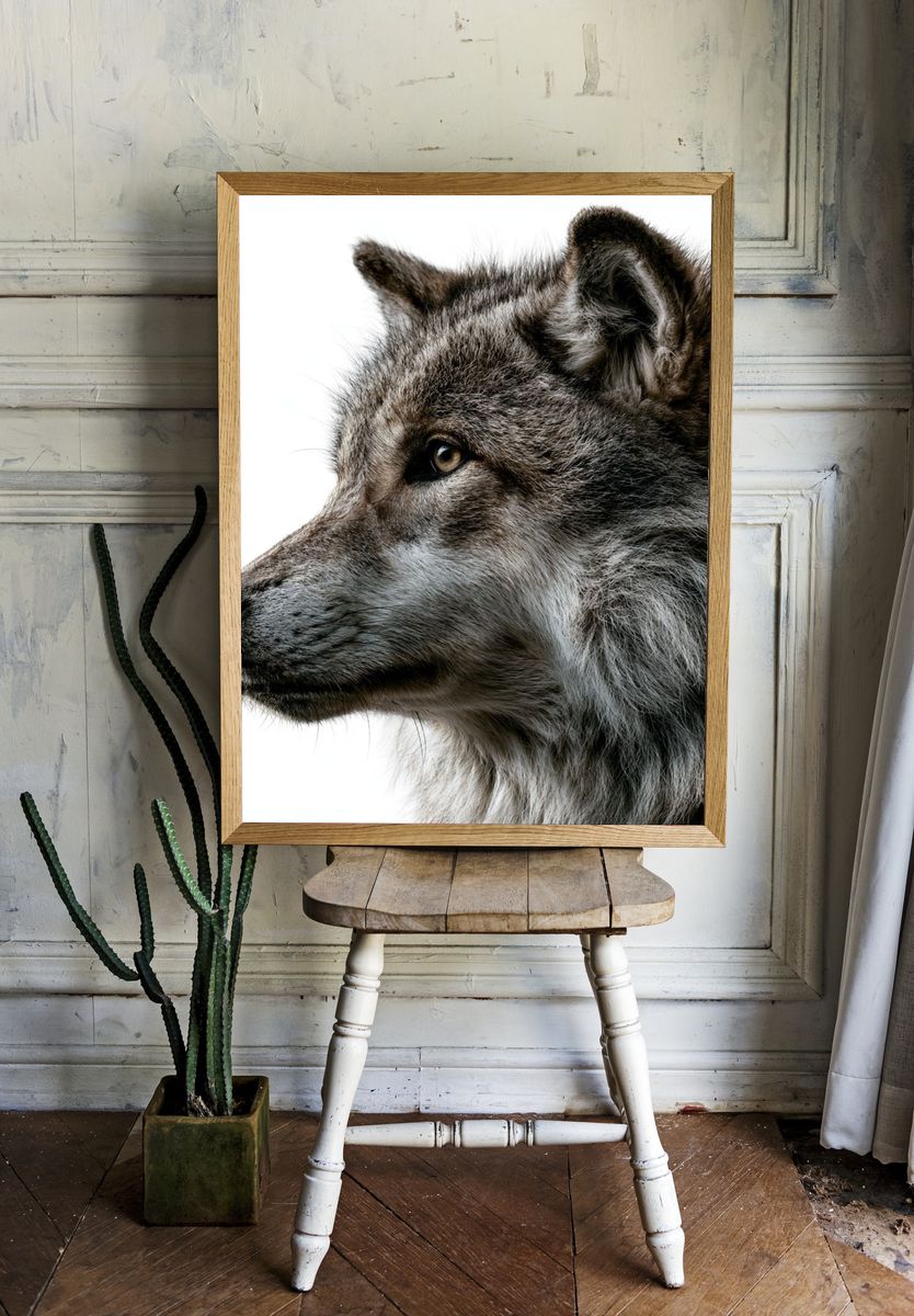 Gray Wolf Portrait Poster. room preview