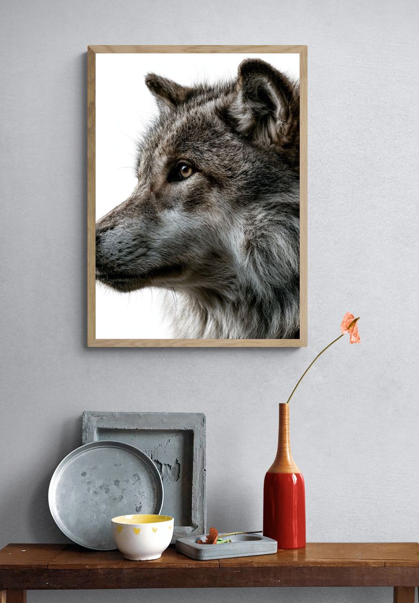 Gray Wolf Portrait Poster. — room view 3