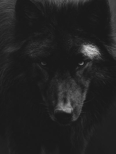 Black Wolf Portrait Print.