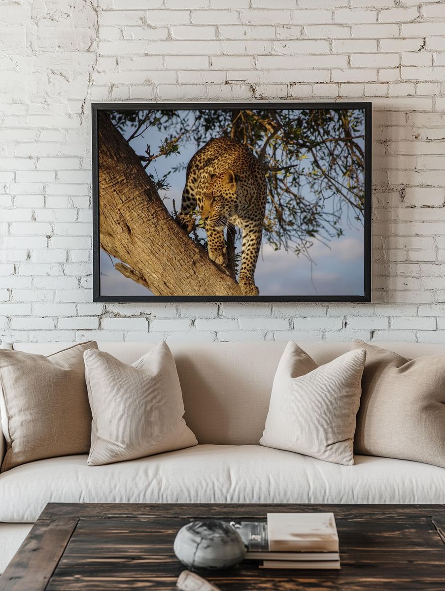 Leopard in a Tree — Wildlife Photography Print. — room view 1