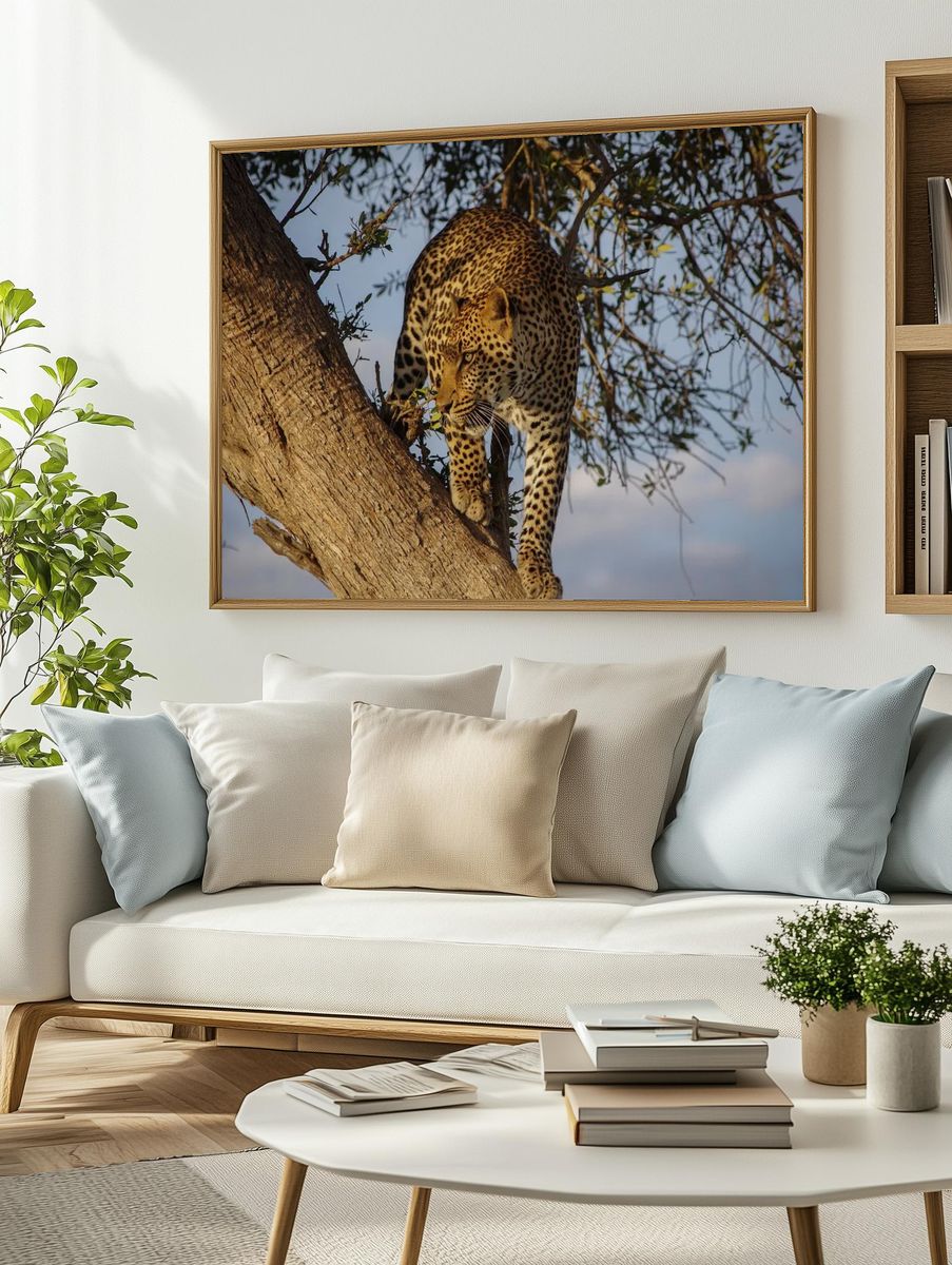 Leopard in a Tree — Wildlife Photography Print. — room view 2