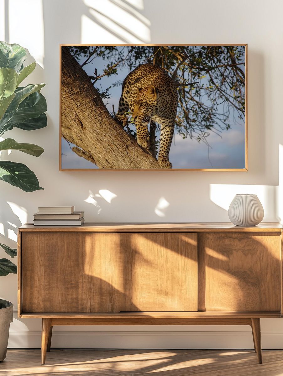 Leopard in a Tree — Wildlife Photography Print. — room view 3