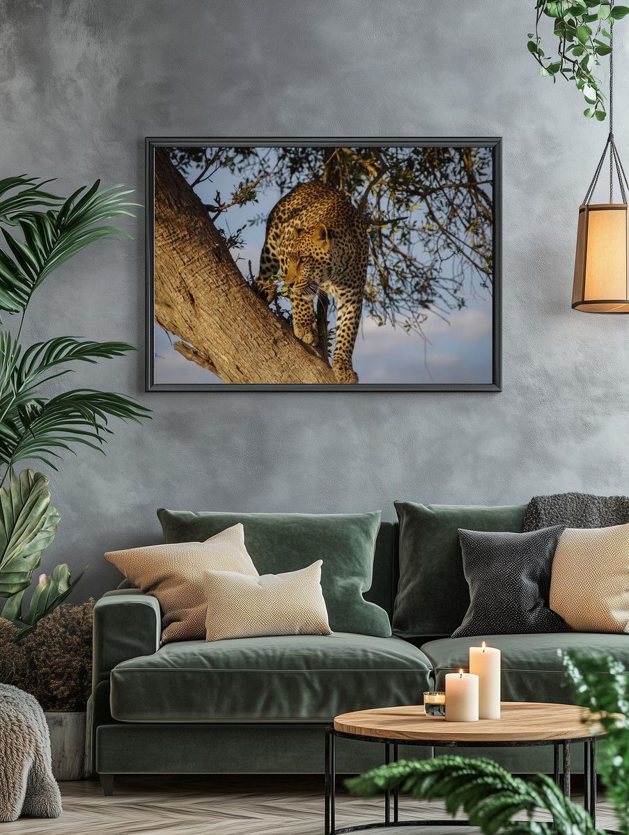 Leopard in a Tree — Wildlife Photography Print. — room view 4