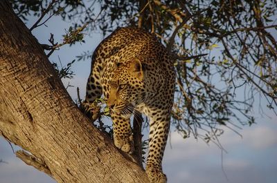Leopard in a Tree — Wildlife Photography Print. poster
