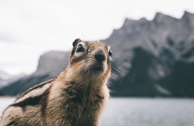 Curious Chipmunk — Wildlife Photography Poster. poster print