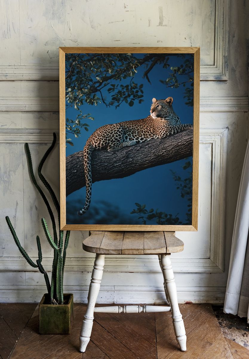 Leopard in Tree — Wildlife Photography Poster. — room view 1