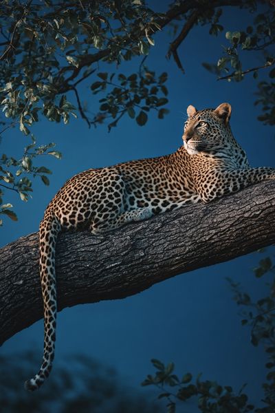 Leopard in Tree — Wildlife Photography Poster. poster