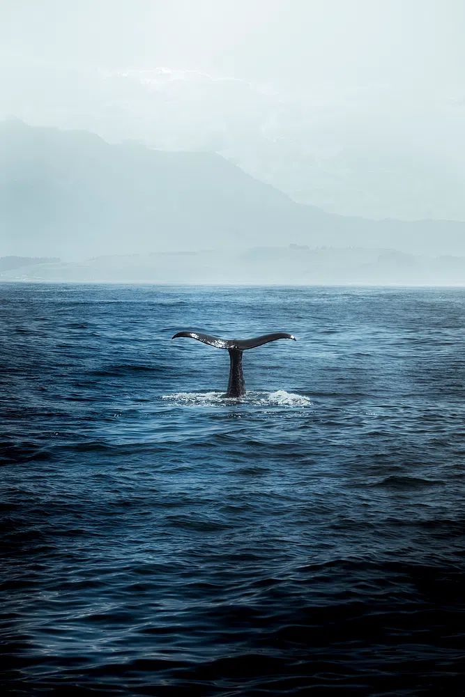 Whale Tail in Ocean — Photography Print. poster detail
