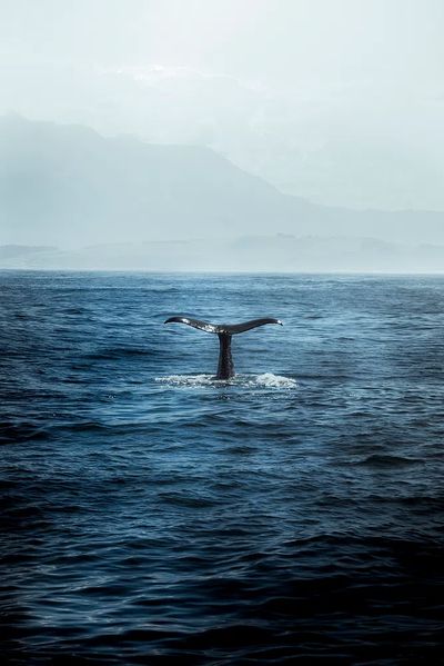 Whale Tail in Ocean — Photography Print
