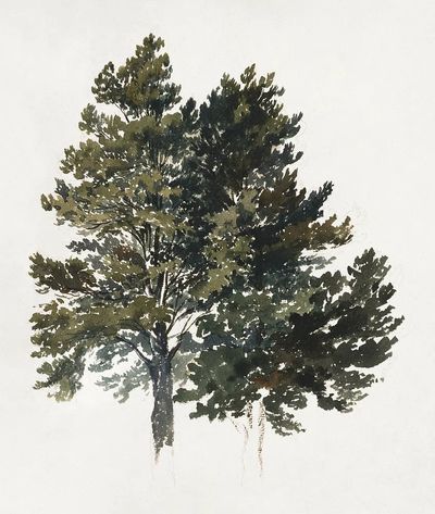 Majestic Trees — Watercolor Print