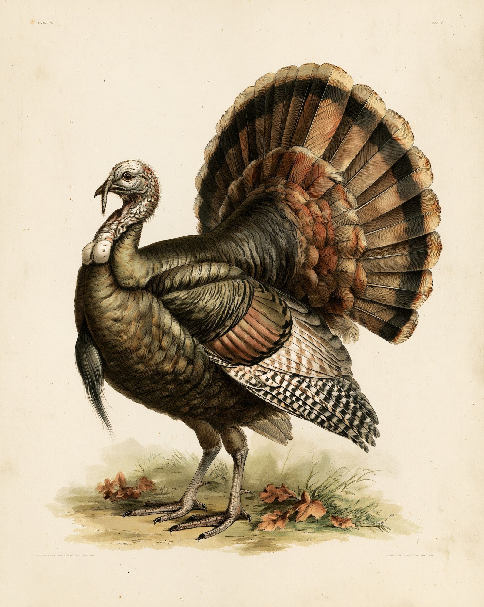 Wild Turkey Vintage Illustration Poster. poster — animals art