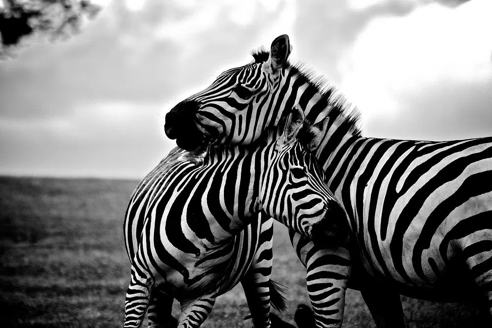 Zebras in Love — Black-White Print. poster — animals art