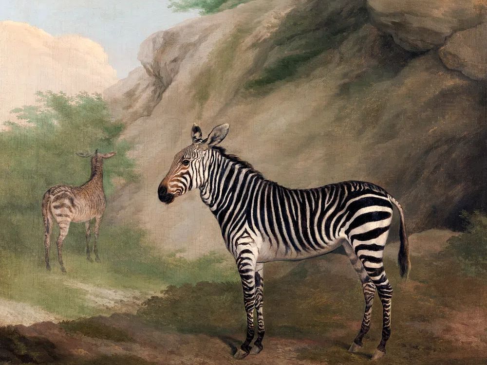 Zebra (1803) painting high resolution. poster — animals art