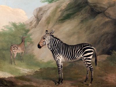 Zebra (1803) painting high resolution.