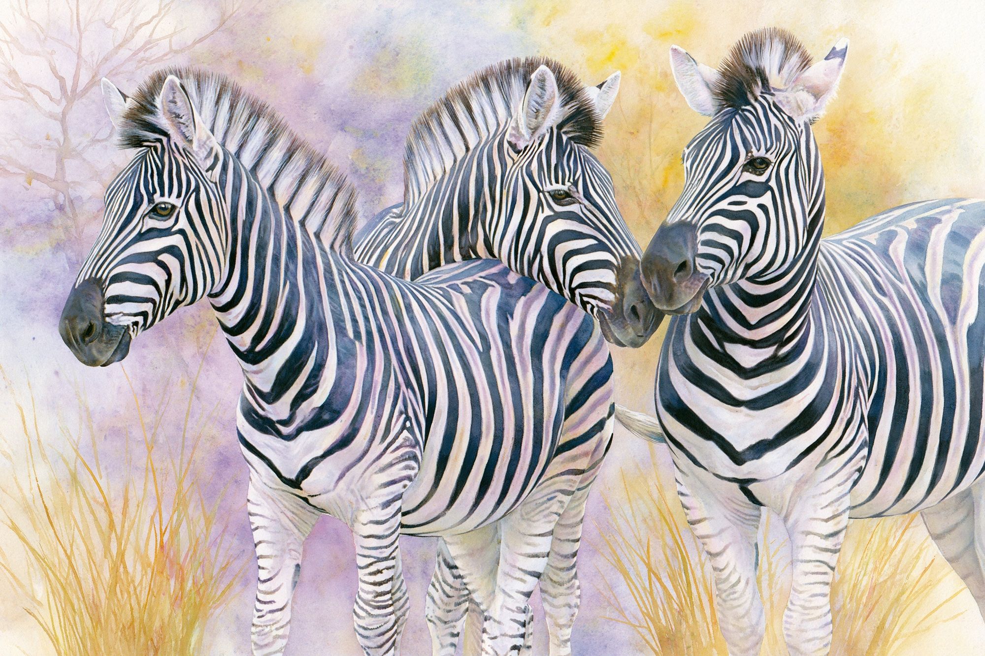 Zebra Trio Watercolor Poster. poster — animals art