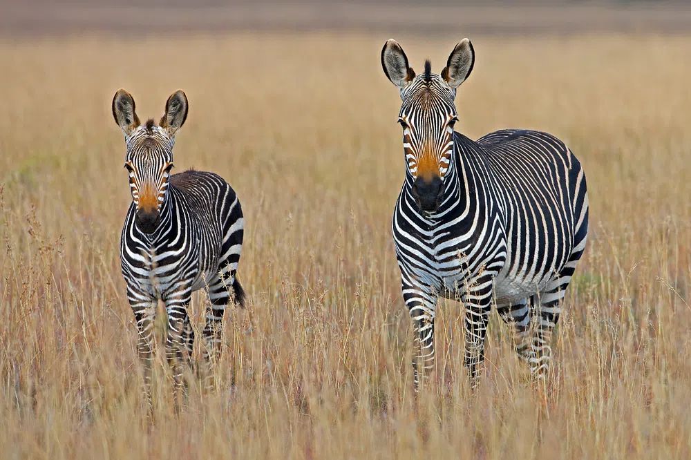 Zebra Family in Grassland Poster. poster — animals art