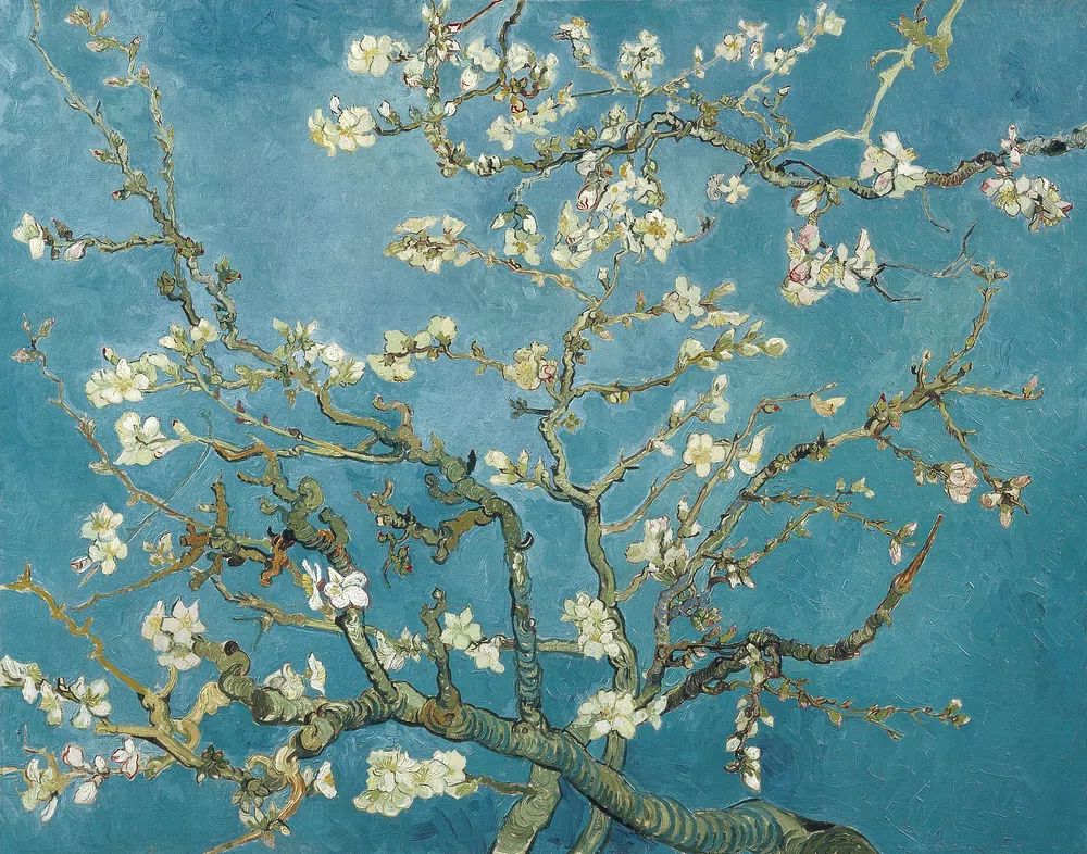 Almond Blossom — Fine Art Print. poster — fine-art art