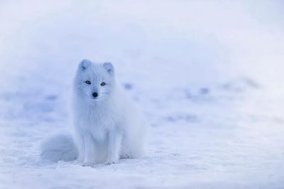 Arctic Fox in Snow — Photography Print. poster print