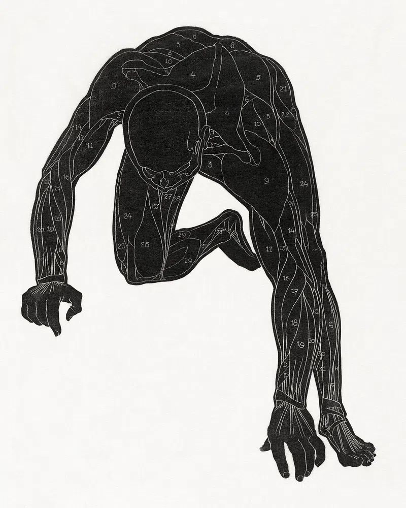 Anatomical study man's neck, arm. poster — illustration art