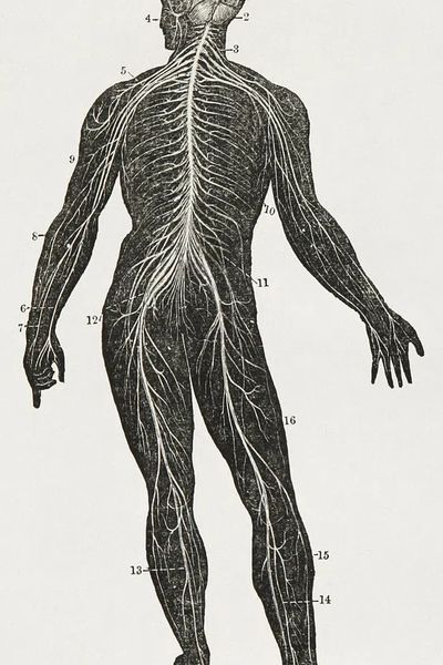 First book anatomy, physiology, hygiene. poster print