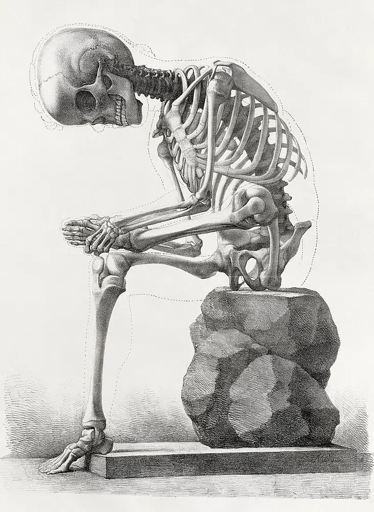 Elementi di anatomia, Elements anatomy. poster — illustration art
