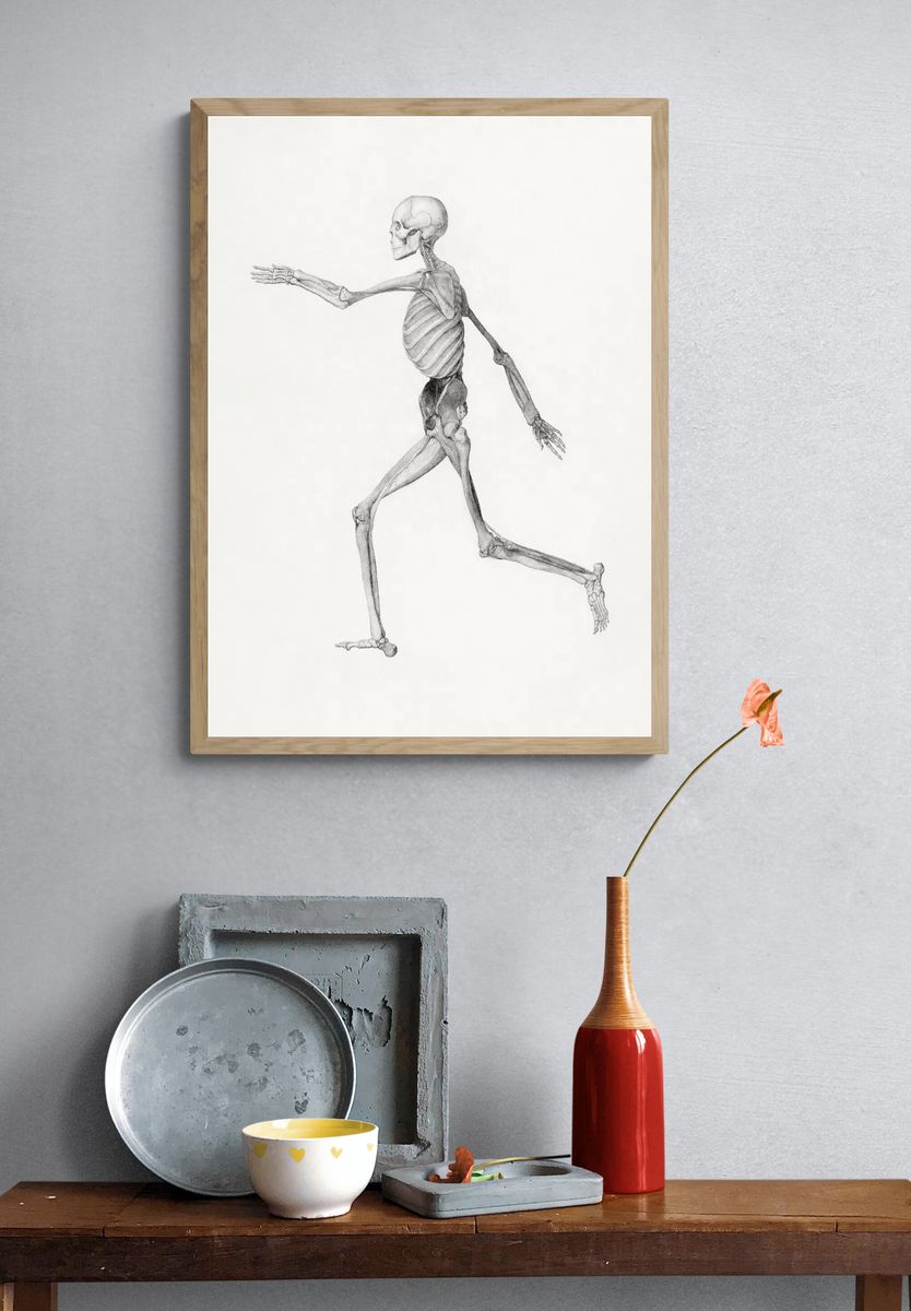 Human Skeleton, Lateral View. — room view 3