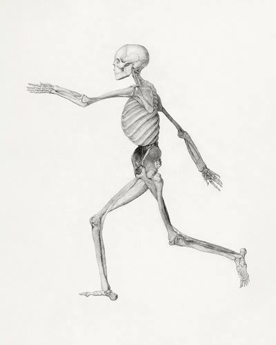 Human Skeleton, Lateral View. poster