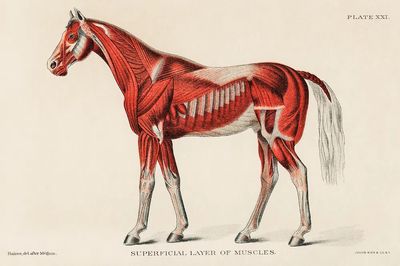 Superficial Layer Muscles unknown artist. poster