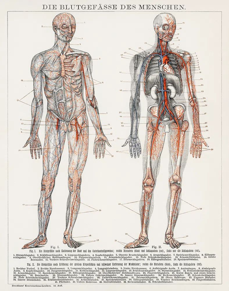 Die Blutgefasse Des Menschen (1898). poster — illustration art