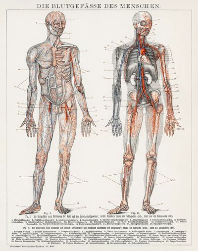 Die Blutgefasse Des Menschen (1898). poster