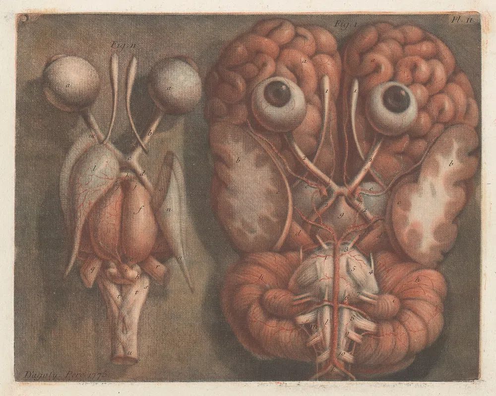 Exposition anatomique des organes des. poster — illustration art