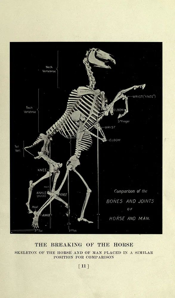 horse, past present, American Museum. poster — illustration art