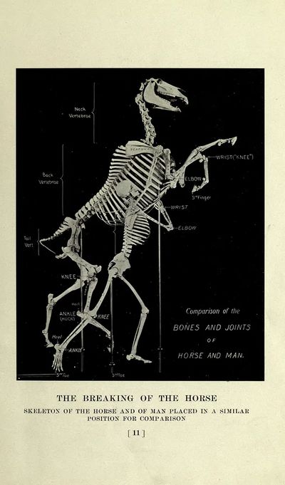 horse, past present, American Museum. poster