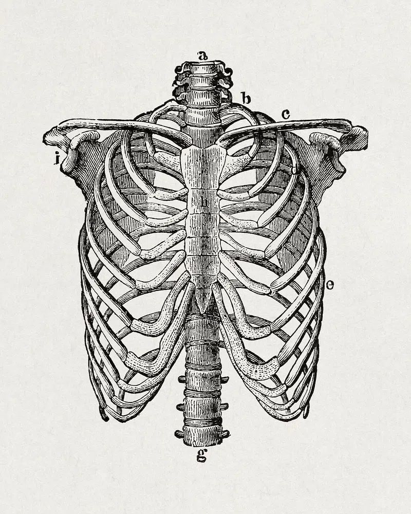human body. beginner's text-book anatomy. poster — illustration art