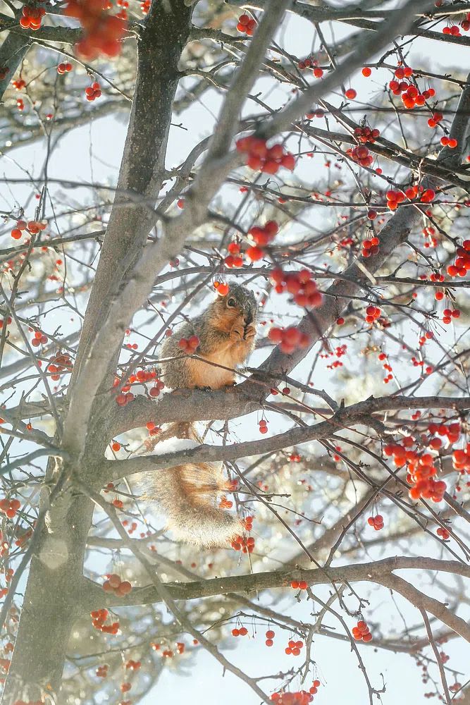 Winter Squirrel in Berry Tree Poster. poster — animals art