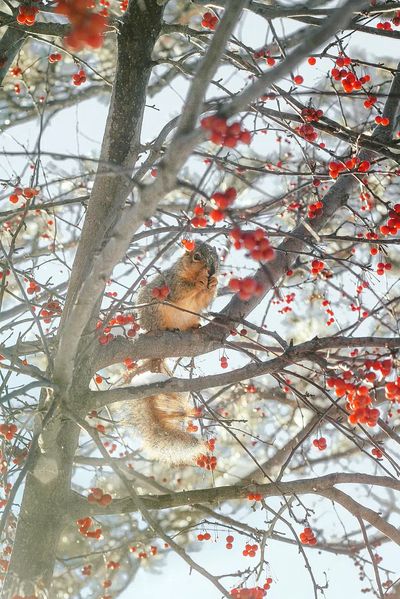 Winter Squirrel in Berry Tree Poster. poster print