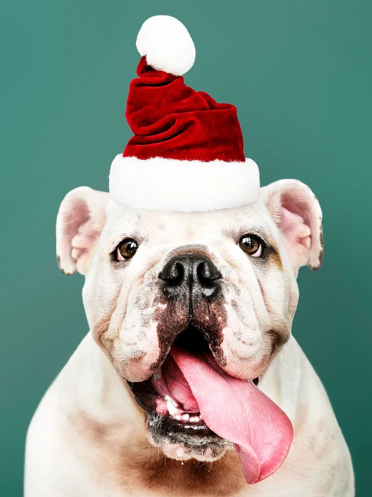 Bulldog Santa Hat Portrait Print. poster detail