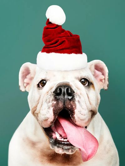 Bulldog Santa Hat Portrait Print. poster print