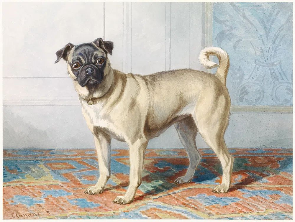 Portrait Edwin Vom Rath’s Pug. poster detail